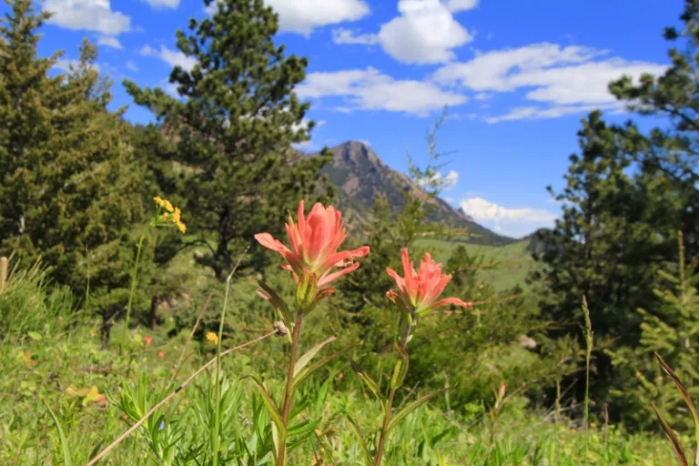 Indian Paintbrush along Goshawk Ridge