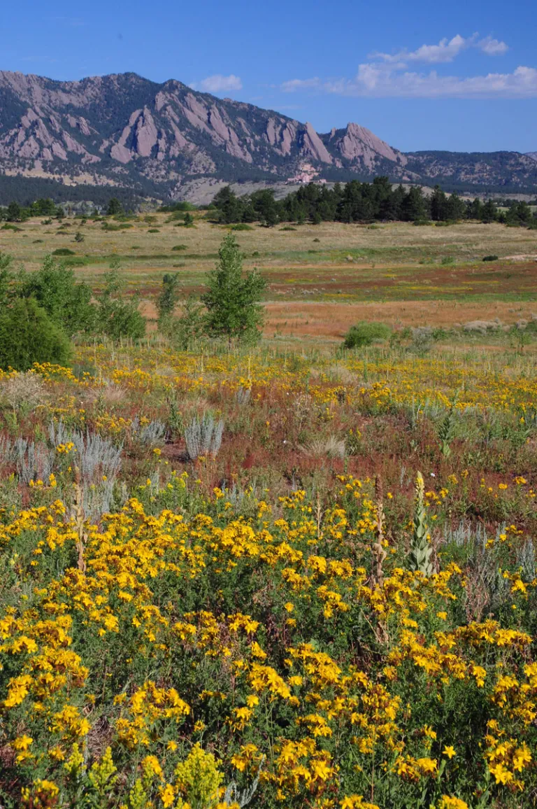 Wildflowers at Marshall Mesa