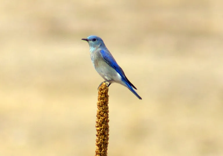 Mountain Bluebird