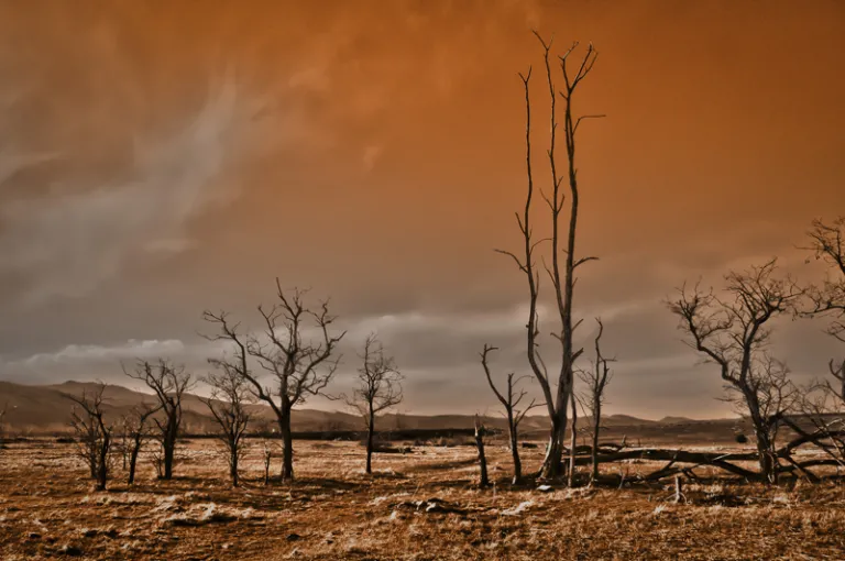 Mesa Reservoir Trees