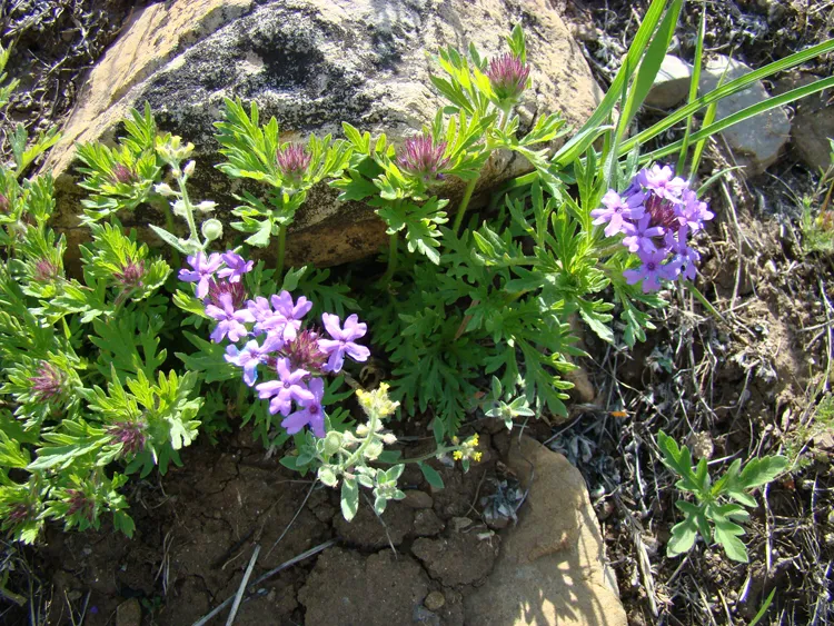 Purple Prairie Verbena along North Foothills