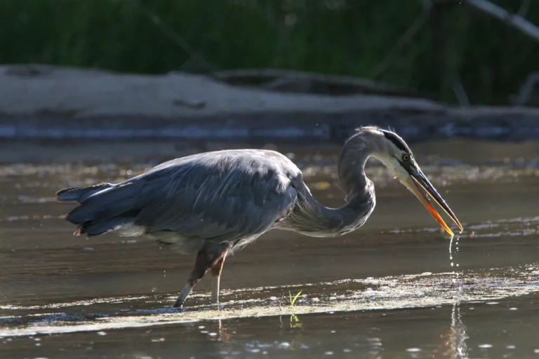 Great Blue Heron at Sawhill Ponds