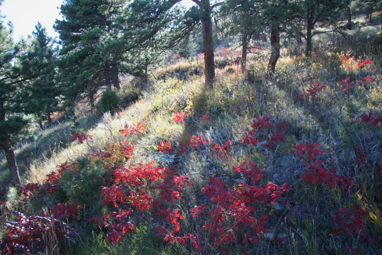 Autumn along Spring Brook Loop North
