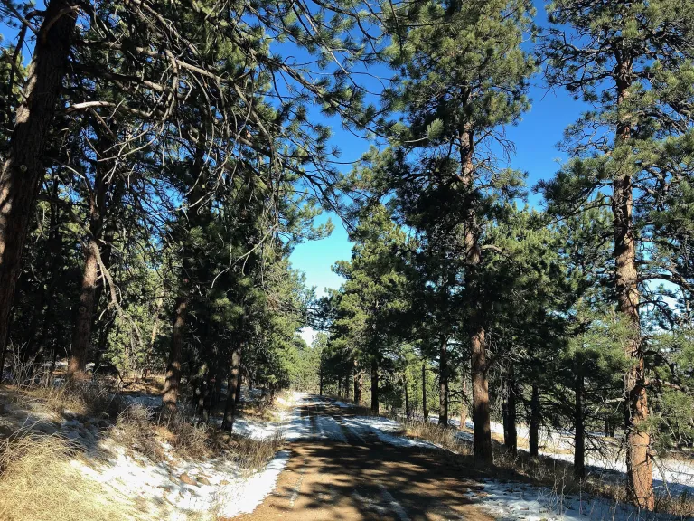 Spring Brook Loop North in winter