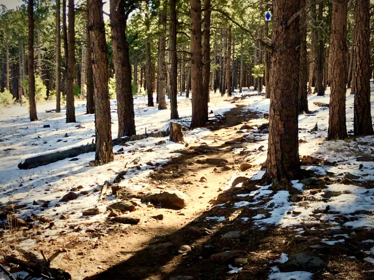 Spring Brook Loop South in winter