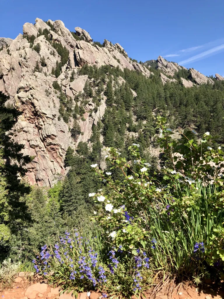 Flowers along Bear Canyon Trail