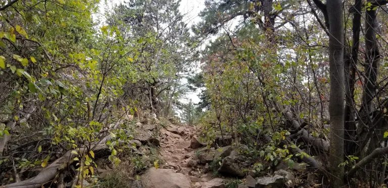 Bluebell-Baird Trail