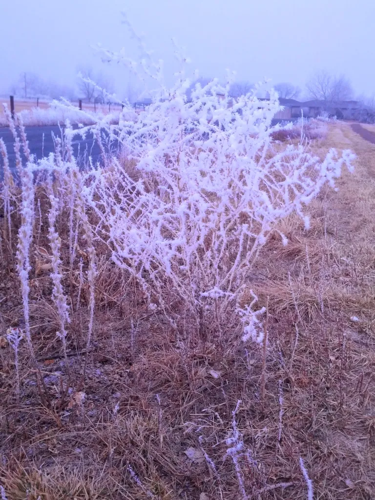 Along the Cherryvale Trail in winter