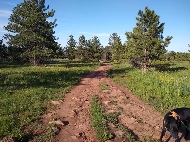 Dog on Four Pines Trail