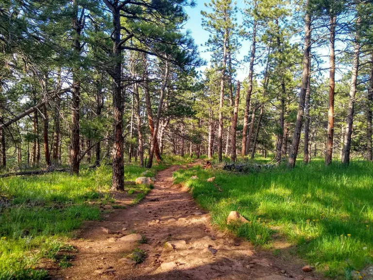Four Pines Trail in spring