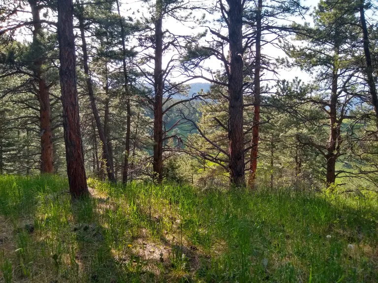 Four Pines Trail view in spring