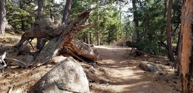 Green Bear Trail