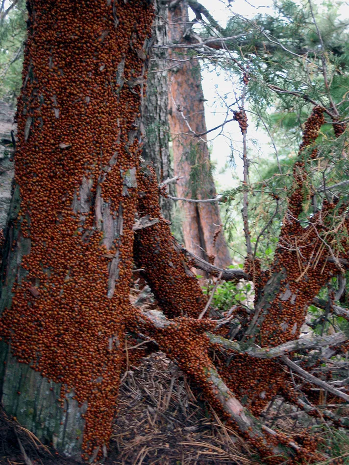 Ladybug swarm at Green Mountain Summit
