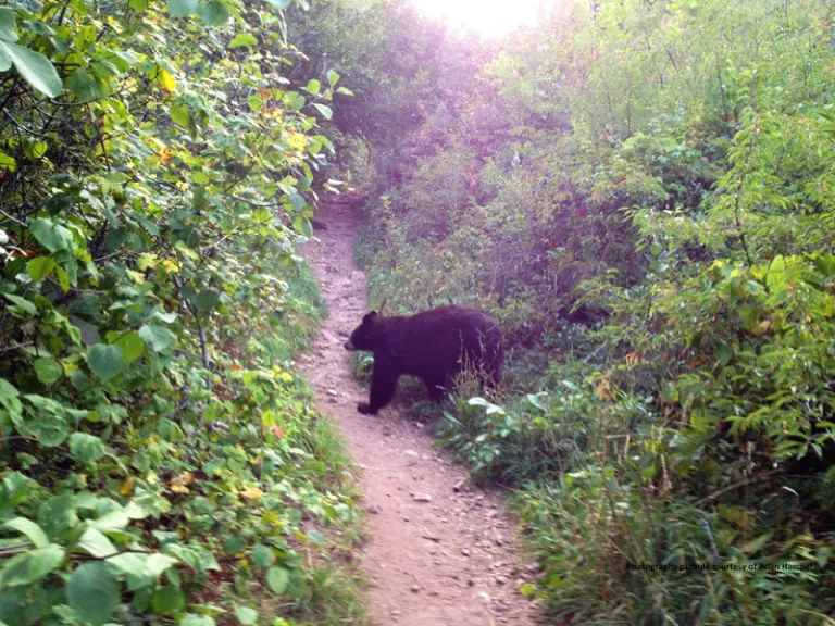 Black Bear in Gregory Canyon