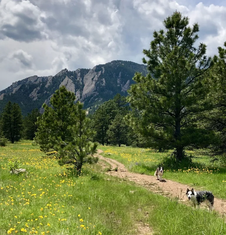 Dogs on Kohler Mesa Trail