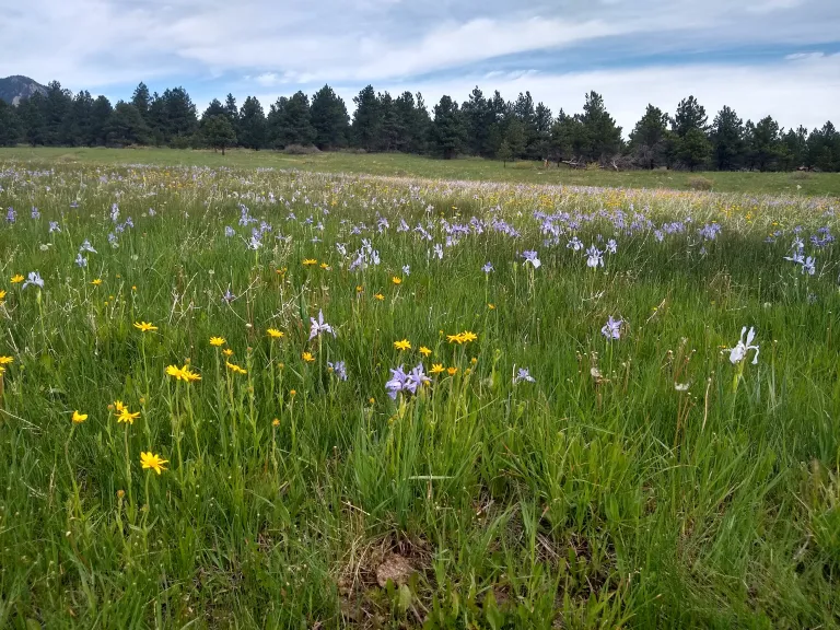 Flowers along Lower Big Bluestem in spring
