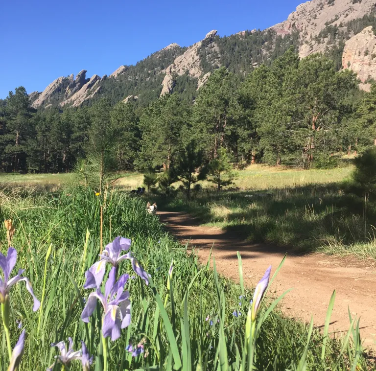 Flowers along Mesa Trail