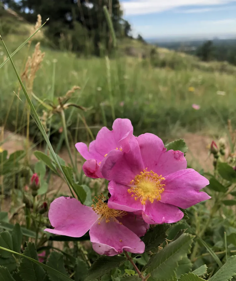 Flowers along North Fork Shanahan