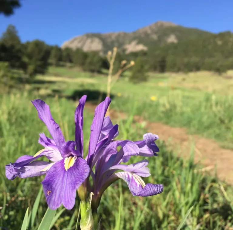 Iris along North Fork Shanahan