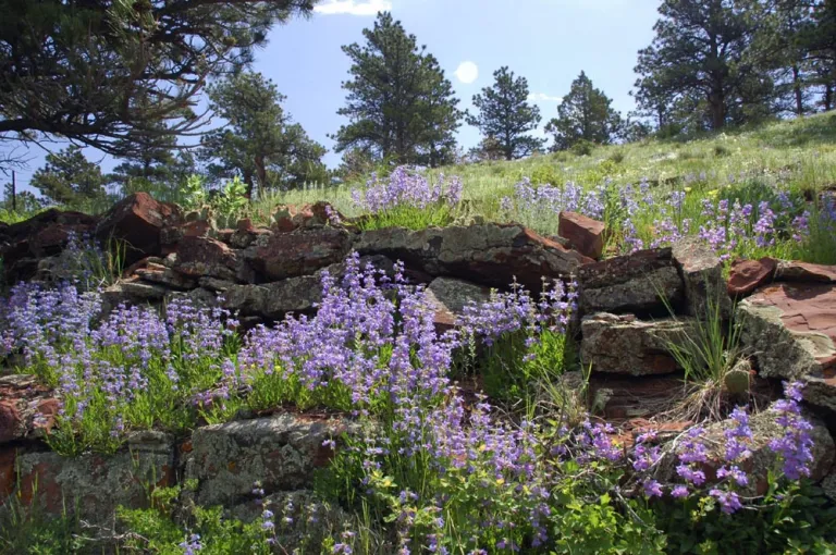 Blue Mist Penstemon along Bluebell Mesa