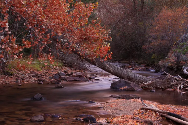 Buckingham Park and Lefthand Creek in autumn