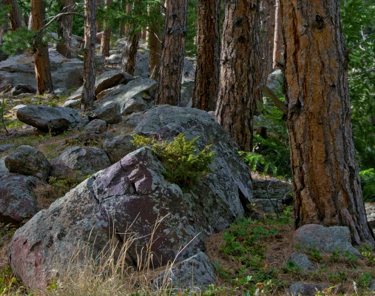 Enchanted Mesa forest
