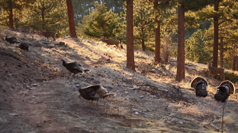 Turkey and deer along Flagstaff Trail