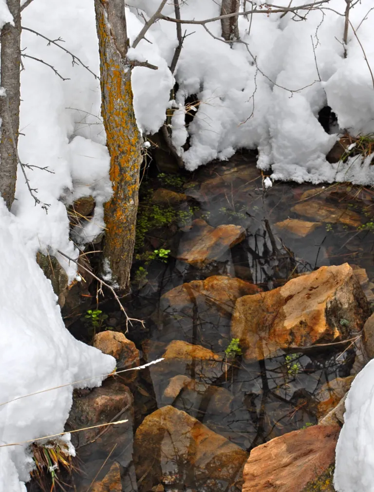 Spring along the Goat Trail