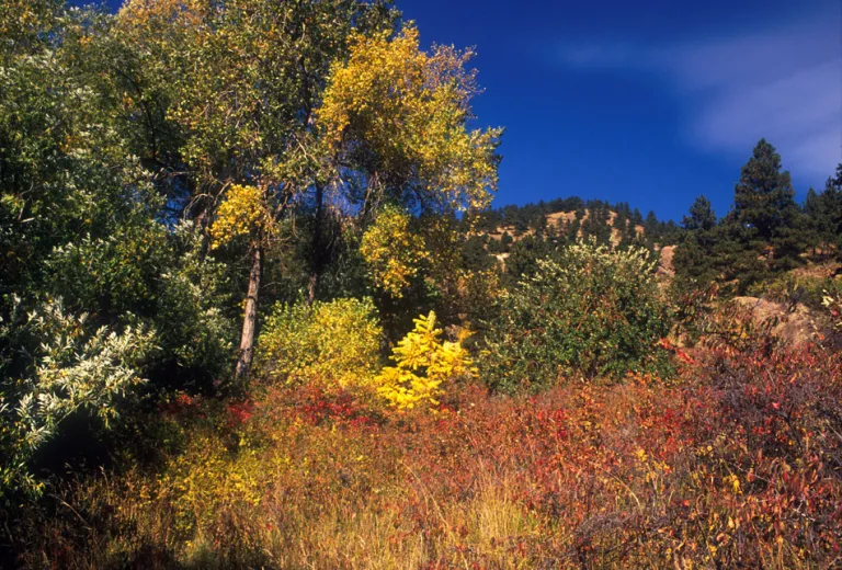 Gregory Canyon in fall