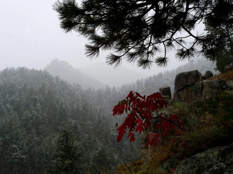 Foggy Gregory Canyon