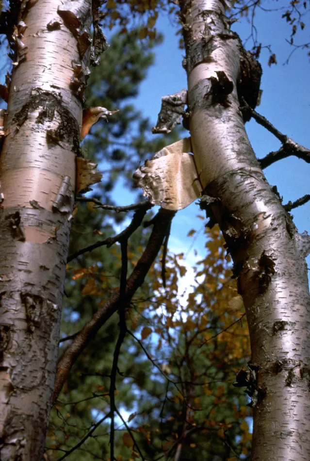 Paper Birch in Long Canyon