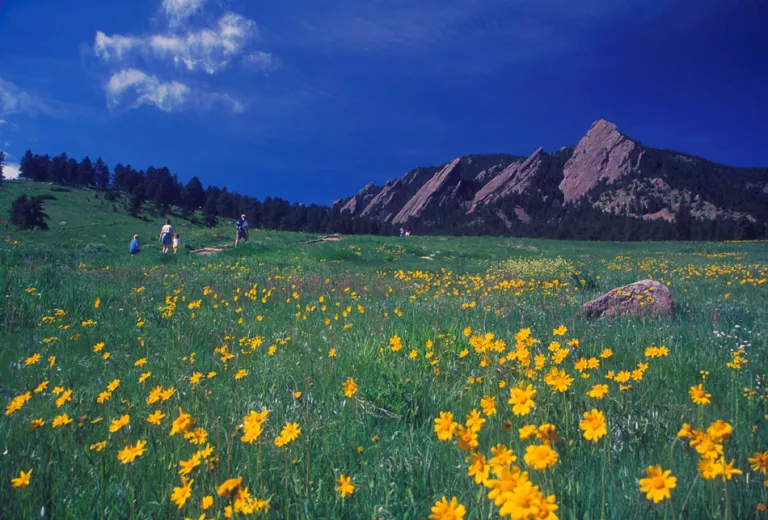 Orange Arnica in Chautauqua Meadow