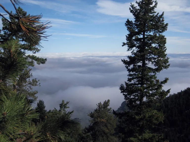 Ranger Trail above the fog
