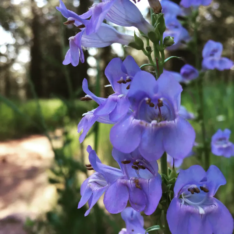 Flowers along South Fork Shanahan