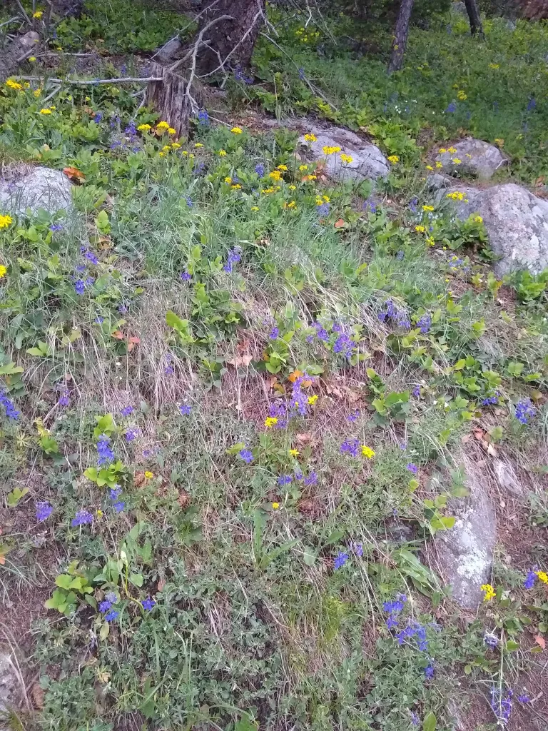 Flowers along Saddle Rock Trail