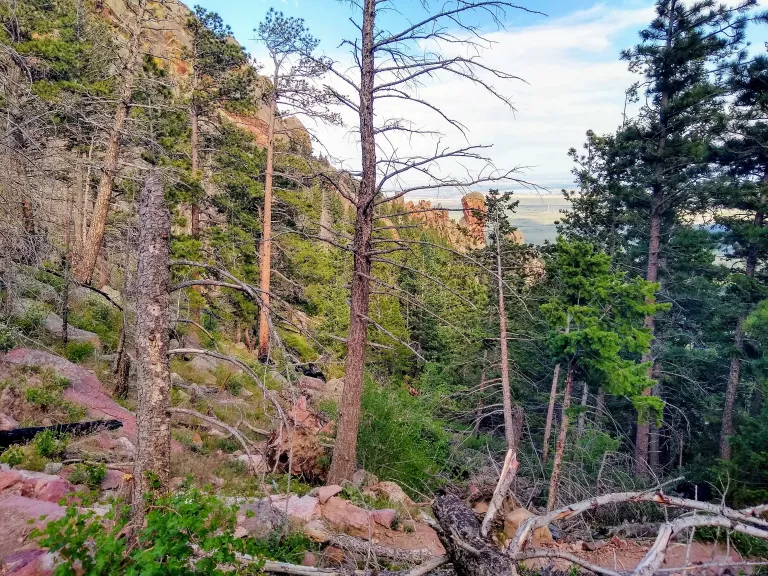Shadow Canyon Trail in early summer