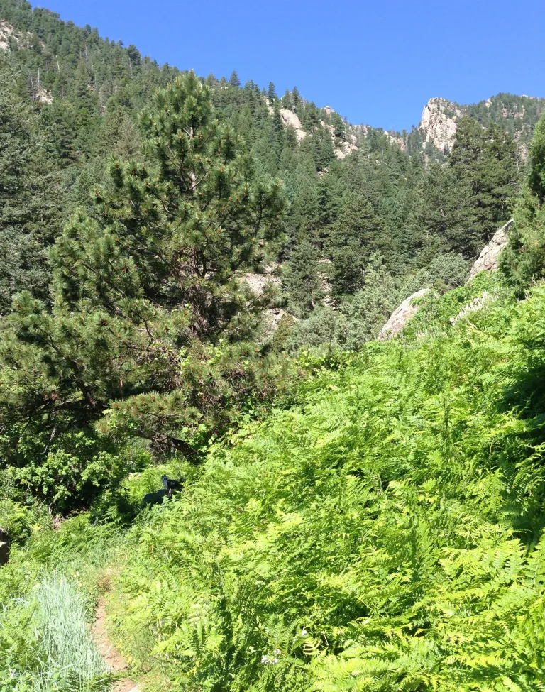 Shadow Canyon Trail in early summer