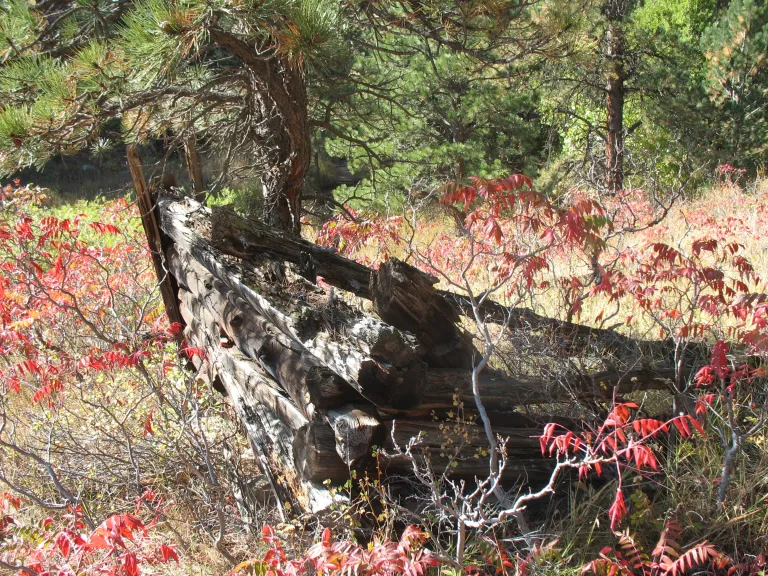 Brammeier Cabin ruins
