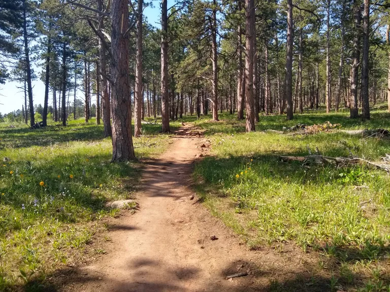 Goshawk Ridge forest