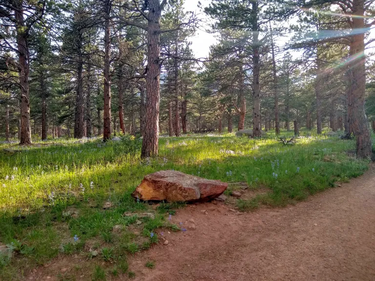 Flowers along North Fork Shanahan in spring