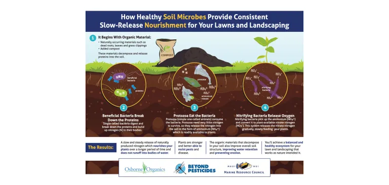 Infographic showing how healthy microbes provide slow release nourishment to lawns