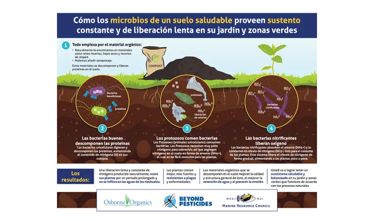 Infografía que muestra cómo los microbios saludables proporcionan nutrientes de liberación lenta al césped.