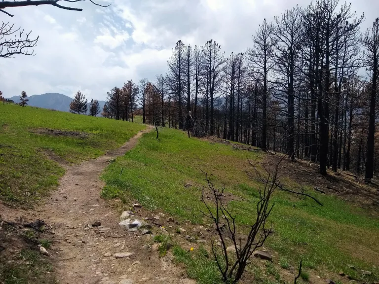 Marshall Mesa Trail in spring with burned trees from Marshall Fire