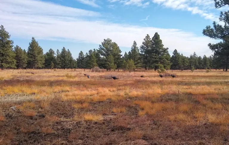 Turkeys along Flatirons Vista South Trail