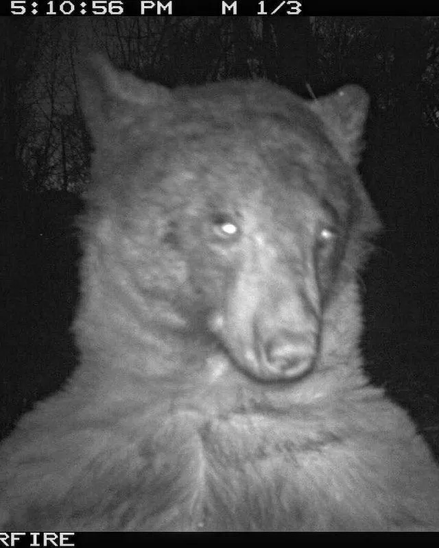 a bear using a city of boulder wildlife camera to take a selfie