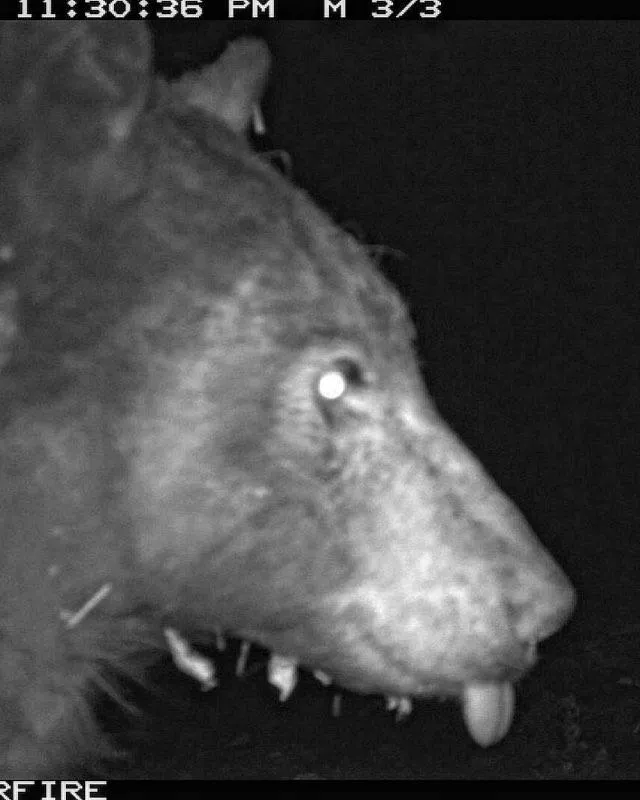 a bear using a city of boulder wildlife camera to take a selfie
