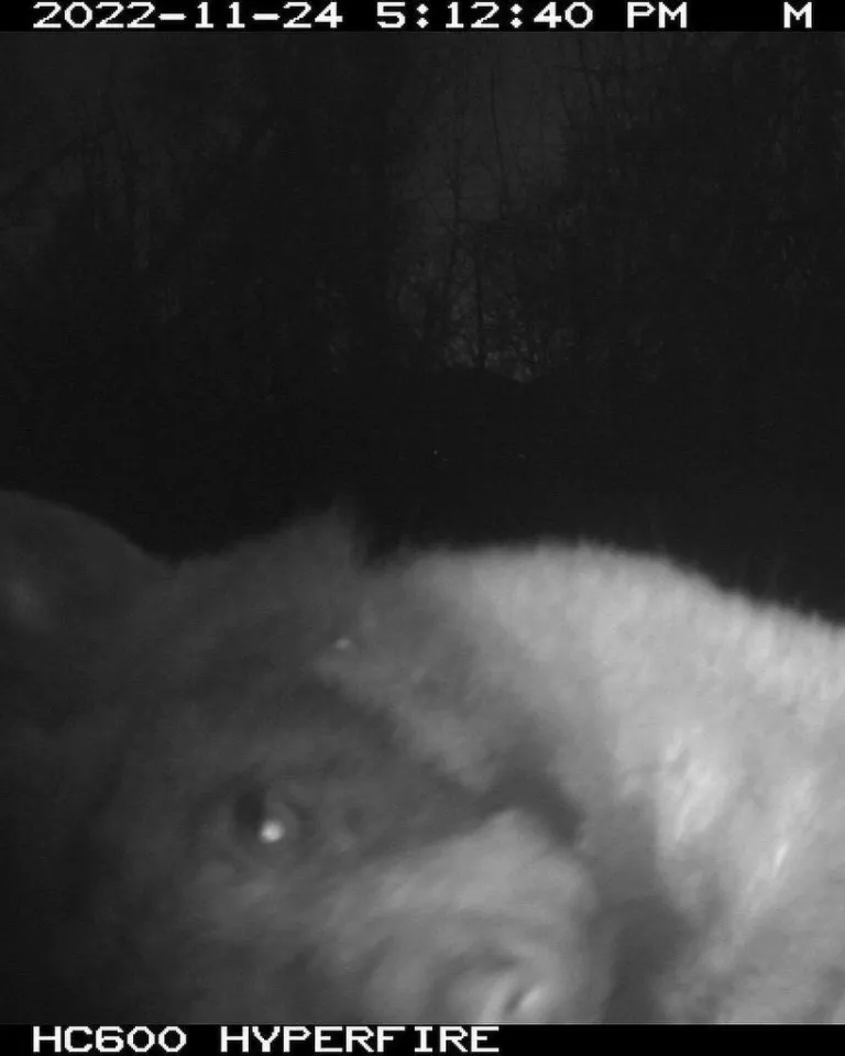 a bear using a city of boulder wildlife camera to take a selfie