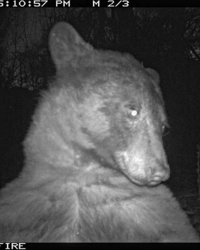 a bear using a city of boulder wildlife camera to take a selfie
