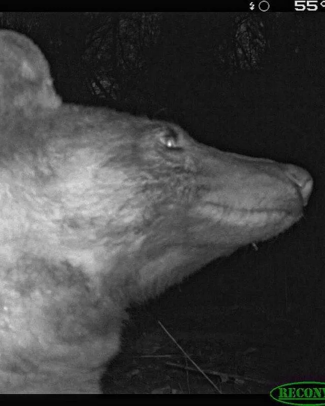 A bear posing for a selfie in front of a City of Boulder wildlife camera