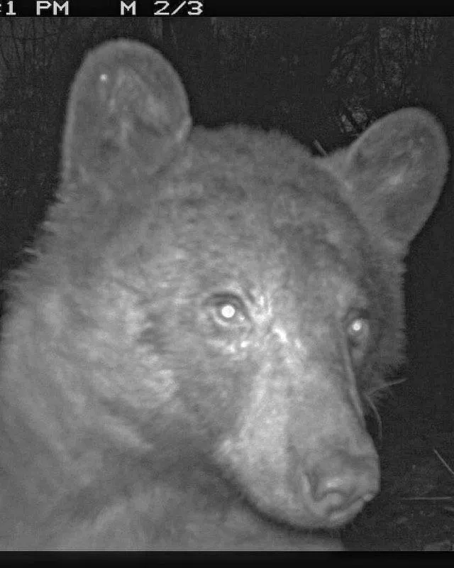 a bear using a city of boulder wildlife camera to take a selfie